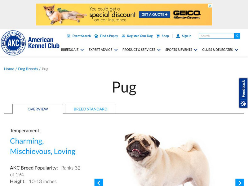 American Kennel Club: Pugs Handout
