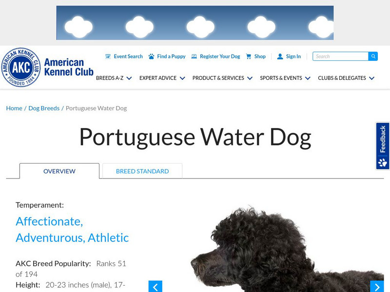 American Kennel Club: Portuguese Water Dog Handout