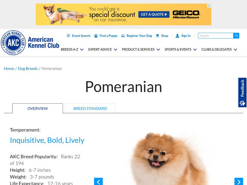 American Kennel Club: Pomeranian Handout