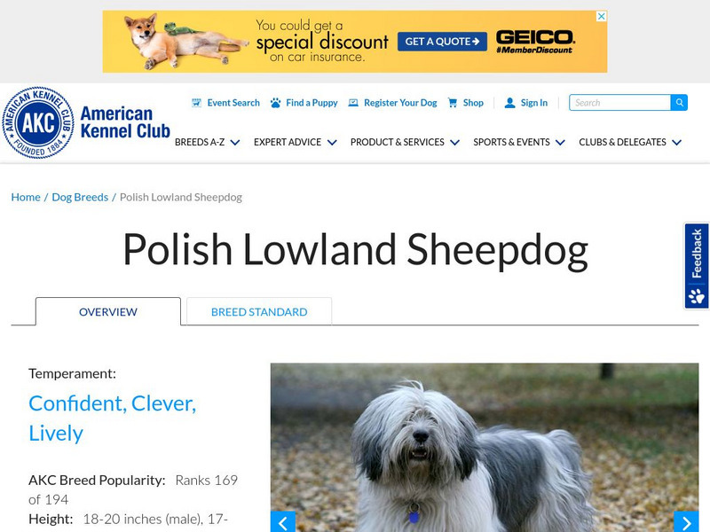 American Kennel Club: Polish Lowland Sheepdog Handout