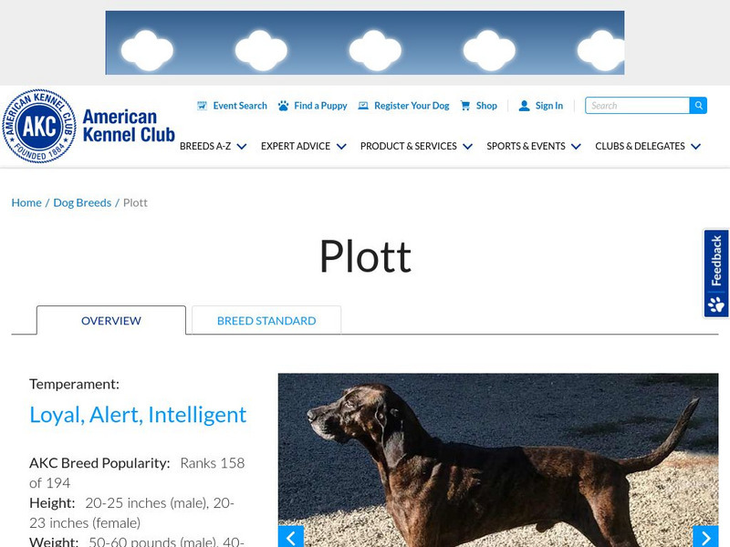 American Kennel Club: Plott Handout