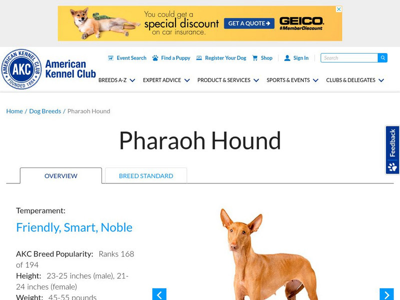 American Kennel Club: Pharaoh Hound Handout