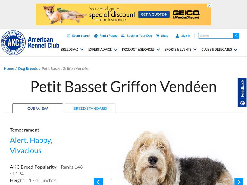 American Kennel Club: Petit Basset Griffon Vendeen Handout