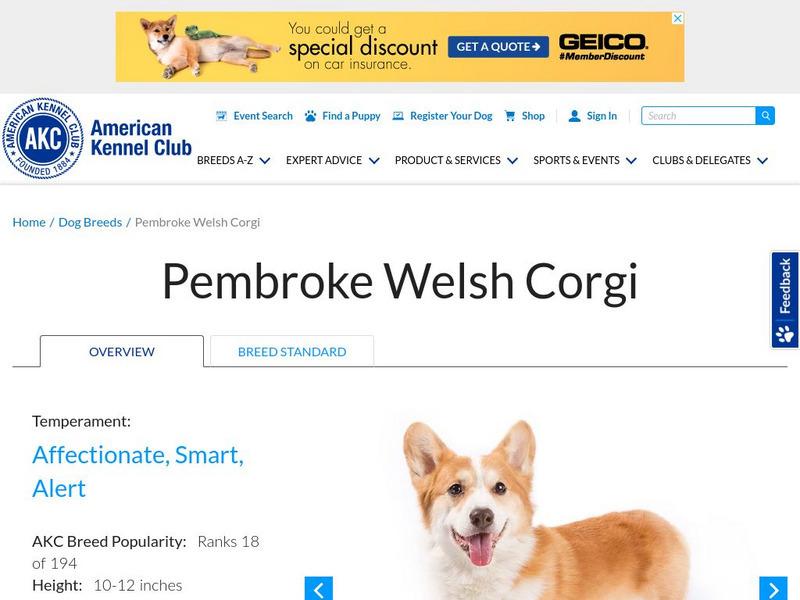 American Kennel Club: Pembroke Welsh Corgi Handout