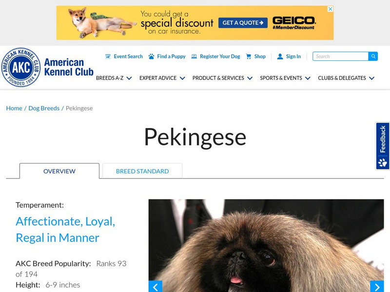 American Kennel Club: Pekingese Handout