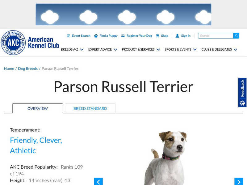 American Kennel Club: Parson Russell Terrier Handout