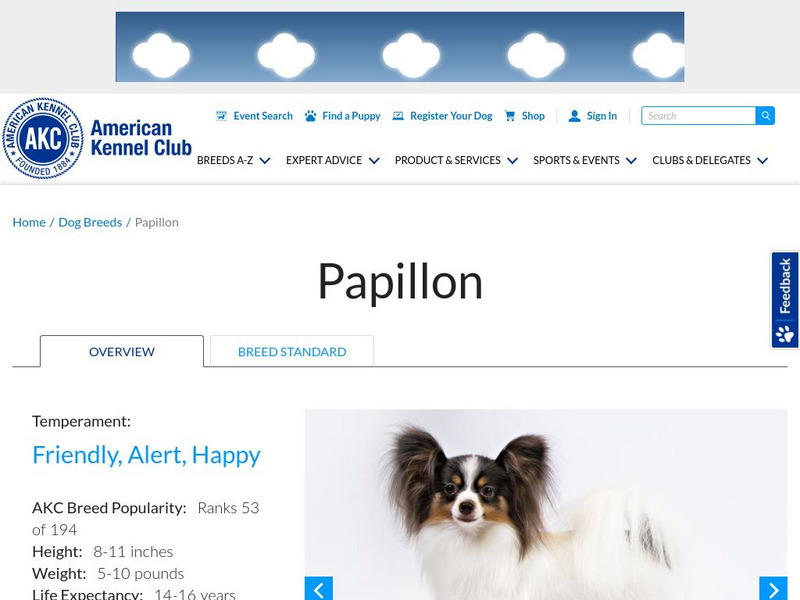American Kennel Club: Papillon Handout