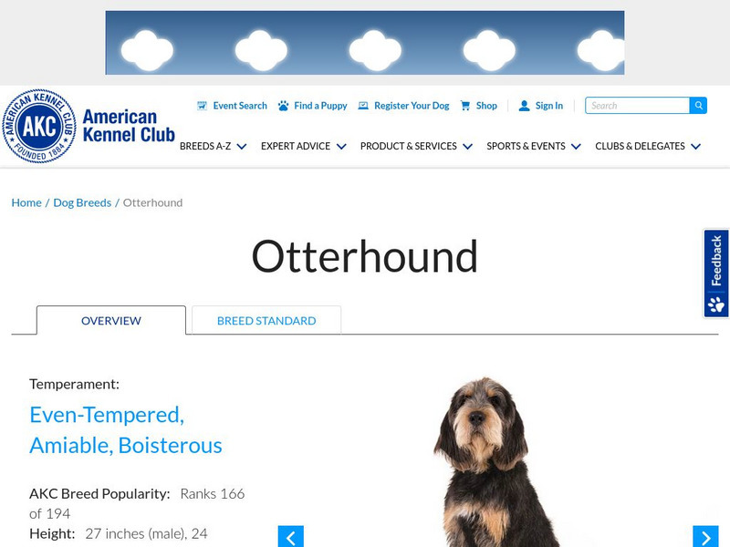 American Kennel Club: Otterhound Handout