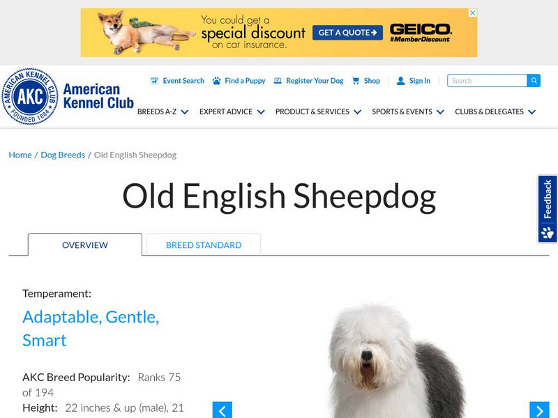 American Kennel Club: Old English Sheepdog Handout