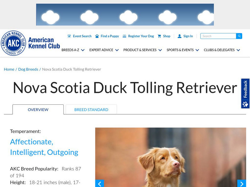 American Kennel Club: Nova Scotia Duck Tolling Retriever Handout American Kennel Club: Nova Scotia Duck Tolling Retriever Handout