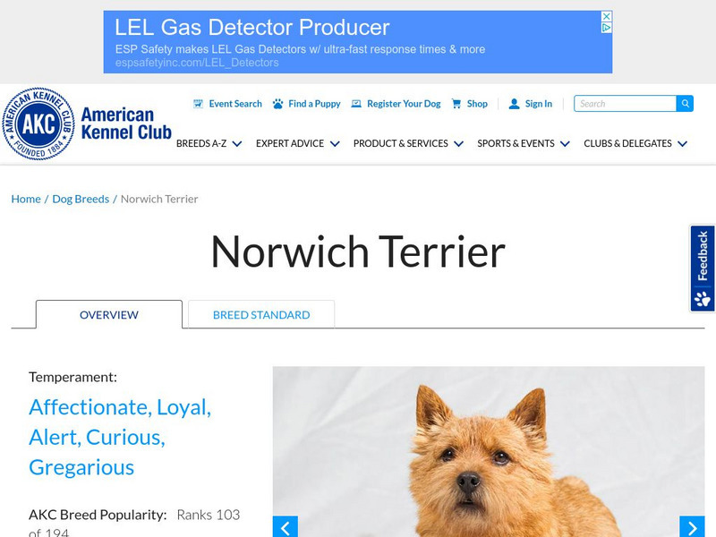 American Kennel Club: Norwich Terrier Handout
