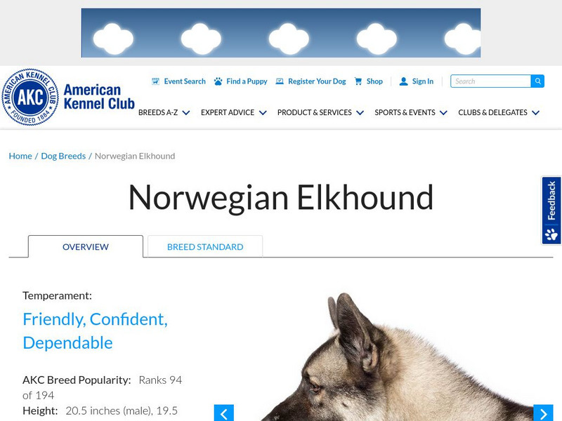 American Kennel Club: Norwegian Elkhound Handout