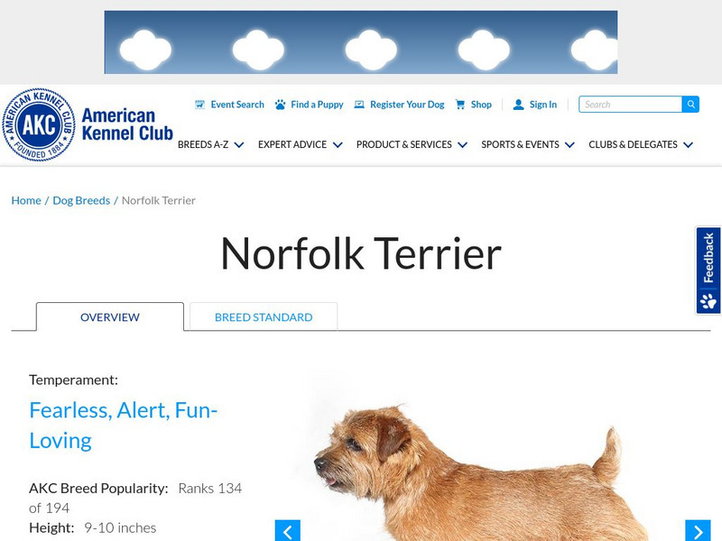 American Kennel Club: Norfolk Terrier Handout