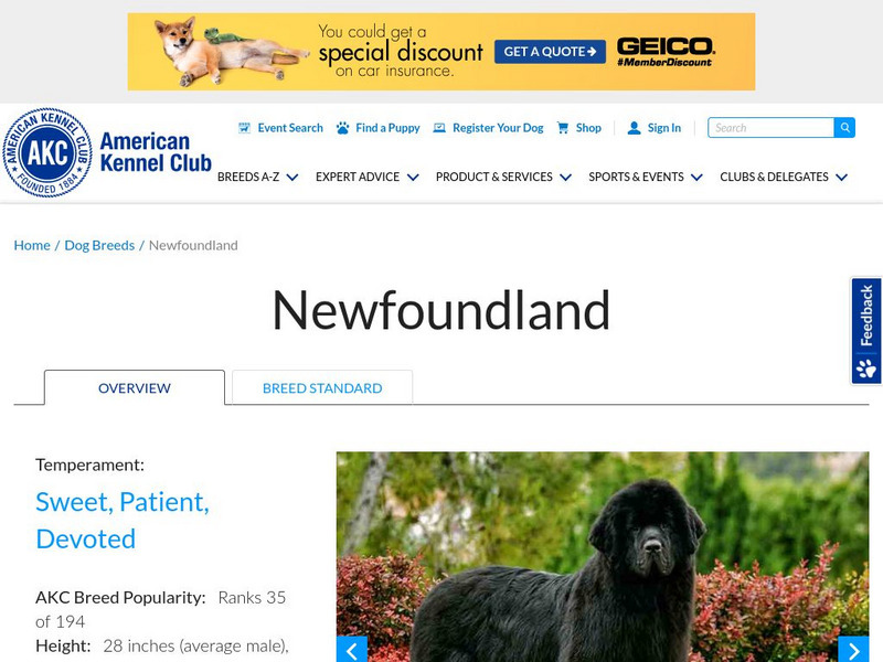 American Kennel Club: Newfoundland Handout