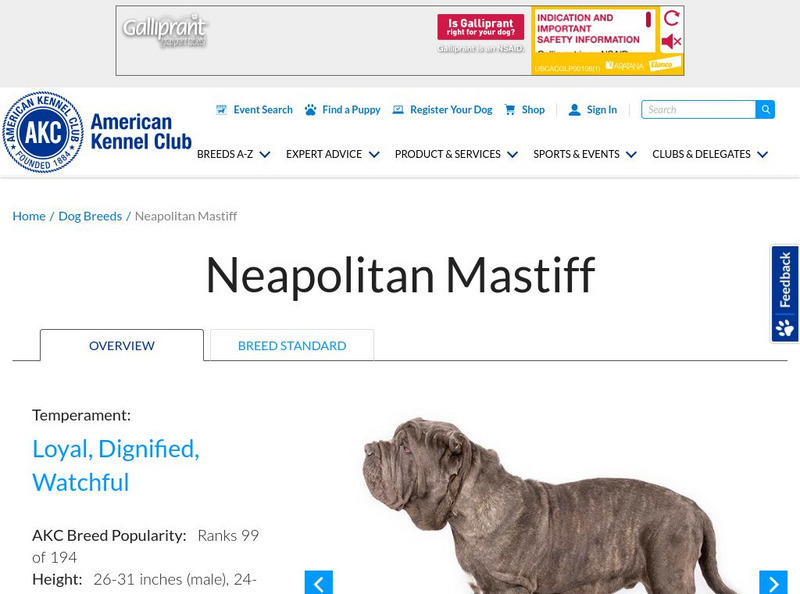 American Kennel Club: Neapolitan Mastiff Handout American Kennel Club: Neapolitan Mastiff Handout