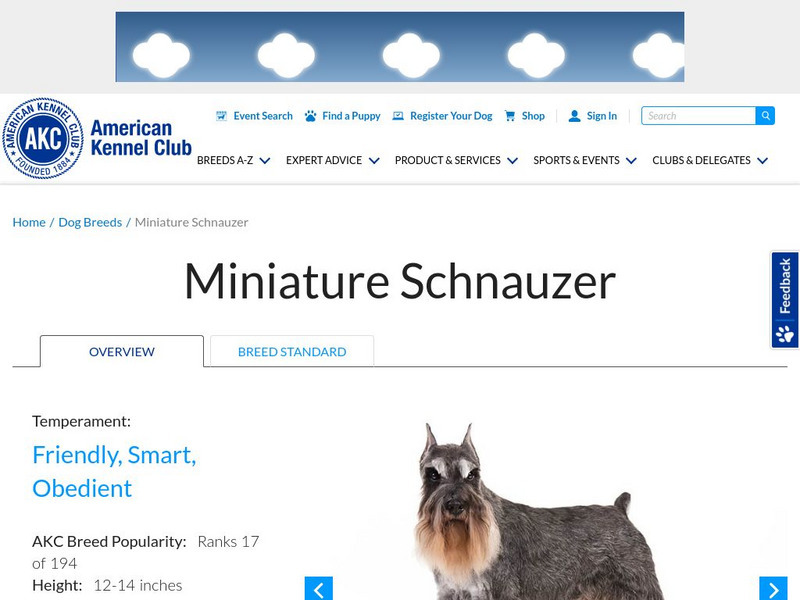 American Kennel Club: Miniature Schnauzer Handout