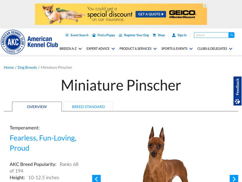 American Kennel Club: Miniature Pinscher Handout