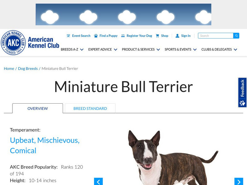 American Kennel Club: Miniature Bull Terrier Handout