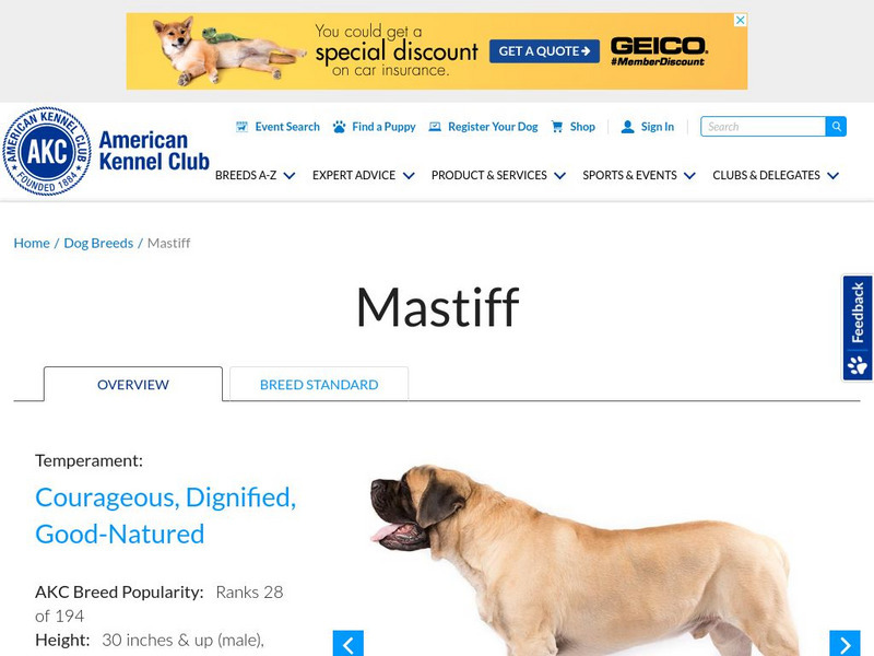American Kennel Club: Mastiff Handout