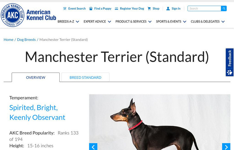 American Kennel Club: Manchester Terrier Handout