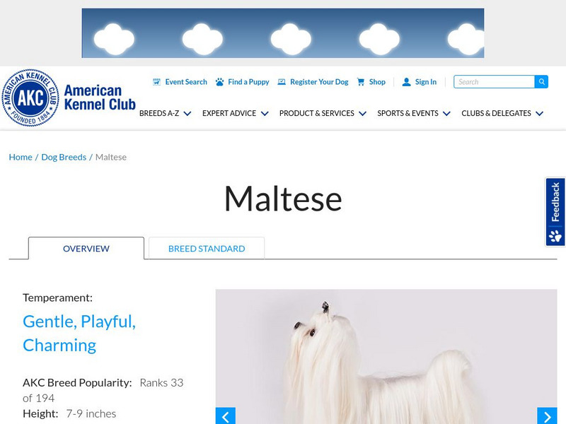 American Kennel Club: Maltese Handout
