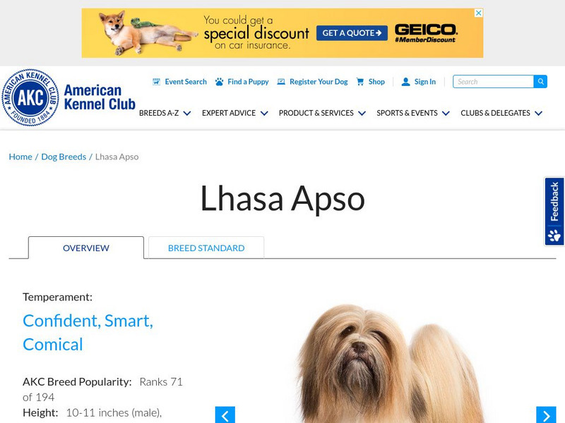 American Kennel Club: Lhasa Apso Handout
