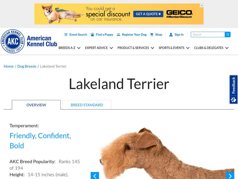American Kennel Club: Lakeland Terrier Handout