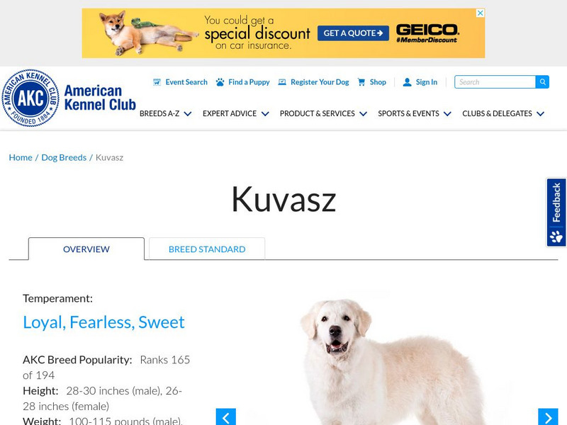 American Kennel Club: Kuvasz Handout