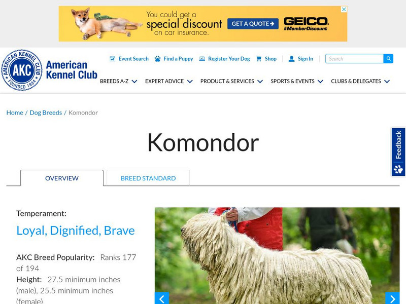 American Kennel Club: Komondor Handout