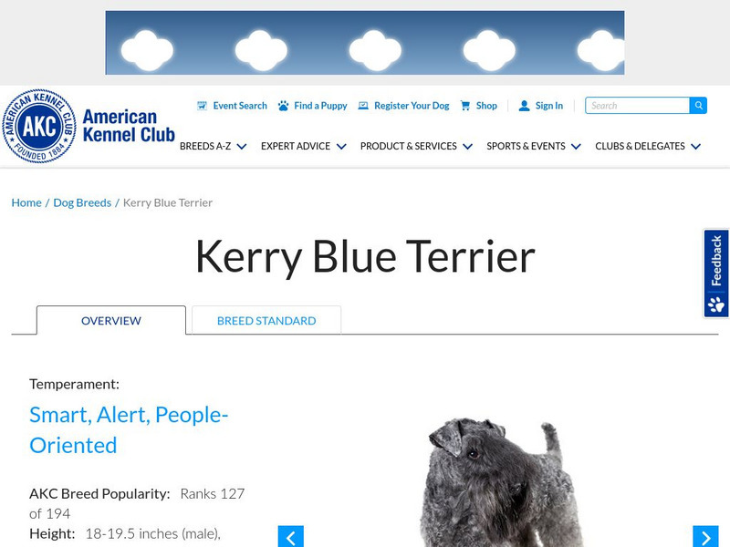 American Kennel Club: Kerry Blue Terrier Handout