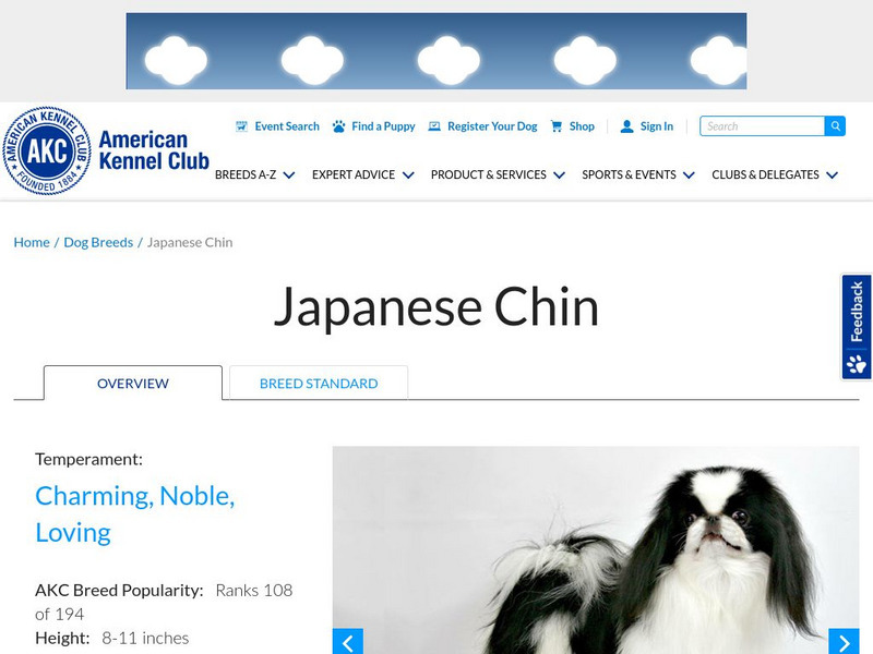 American Kennel Club: Japanese Chin Handout