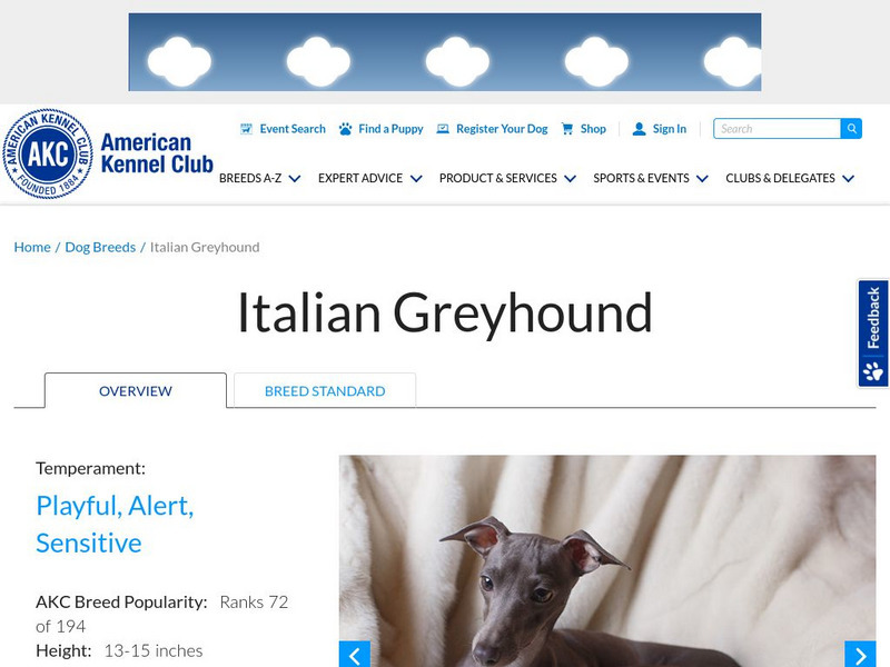 American Kennel Club: Italian Greyhound Handout