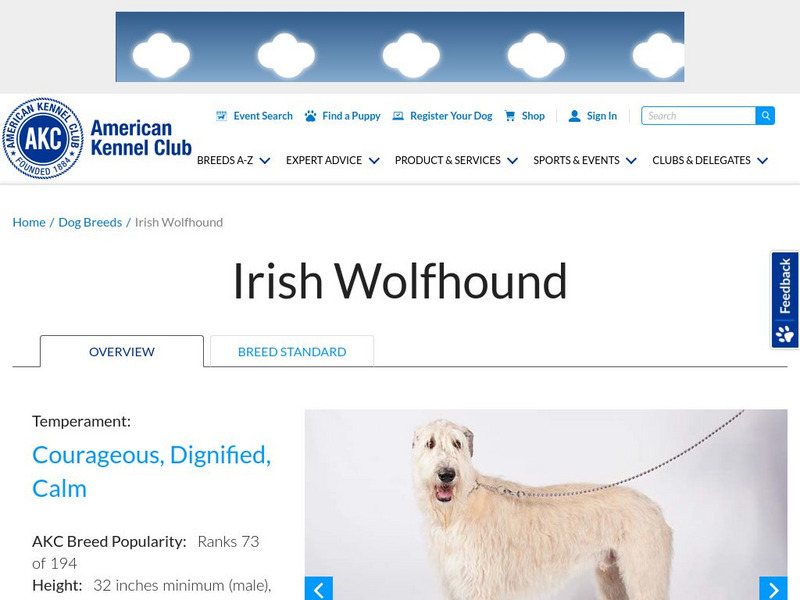 American Kennel Club: Irish Wolfhound Handout