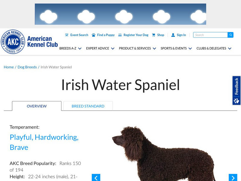 American Kennel Club: Irish Water Spaniel Handout