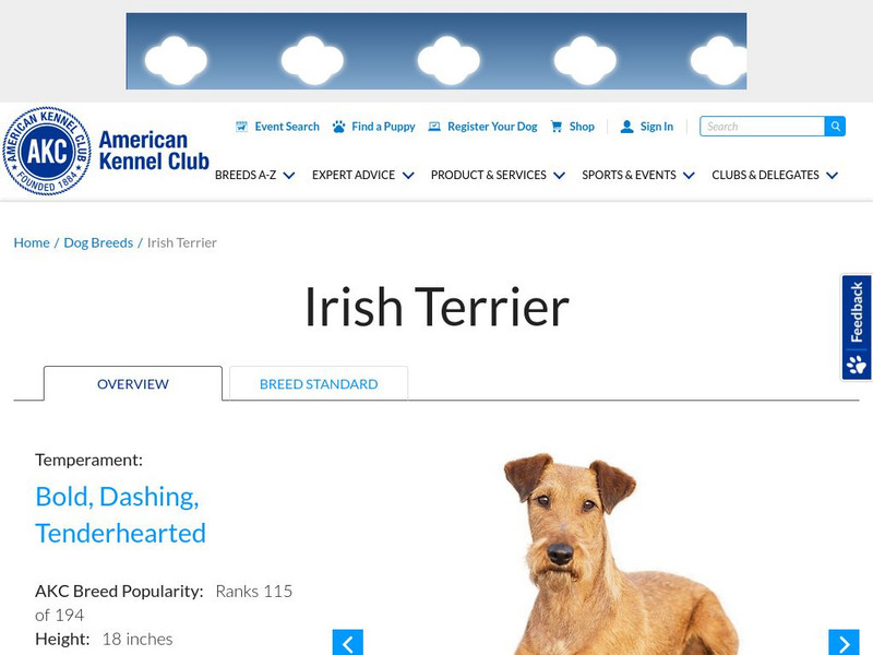 American Kennel Club: Irish Terrier Handout