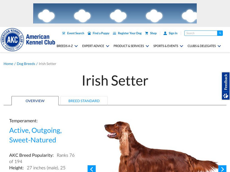 American Kennel Club: Irish Setter Handout