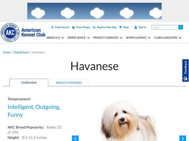 American Kennel Club: Havanese Handout