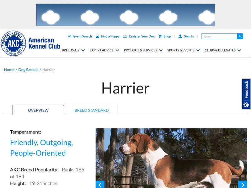 American Kennel Club: Harrier Handout