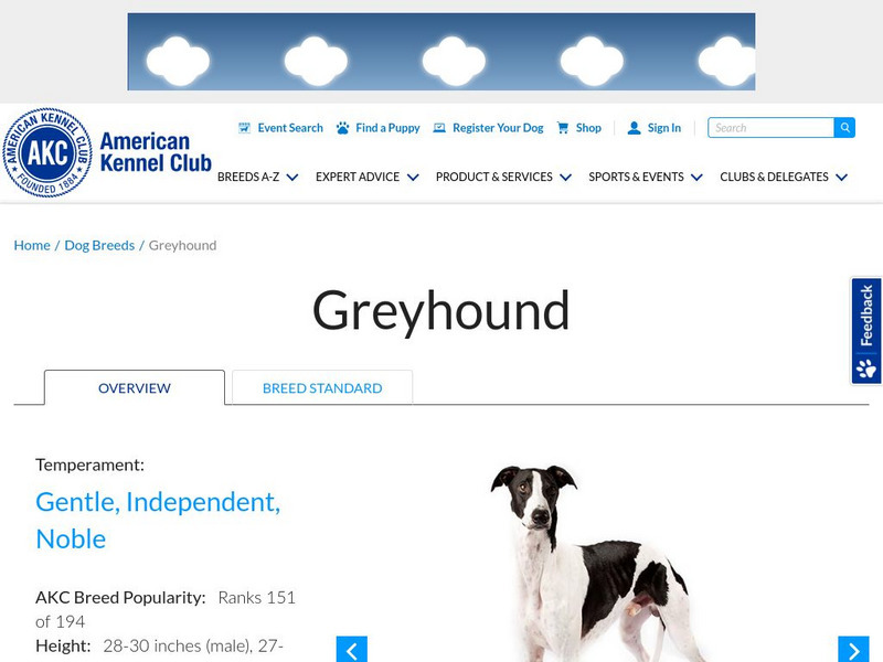 American Kennel Club: Greyhound Handout