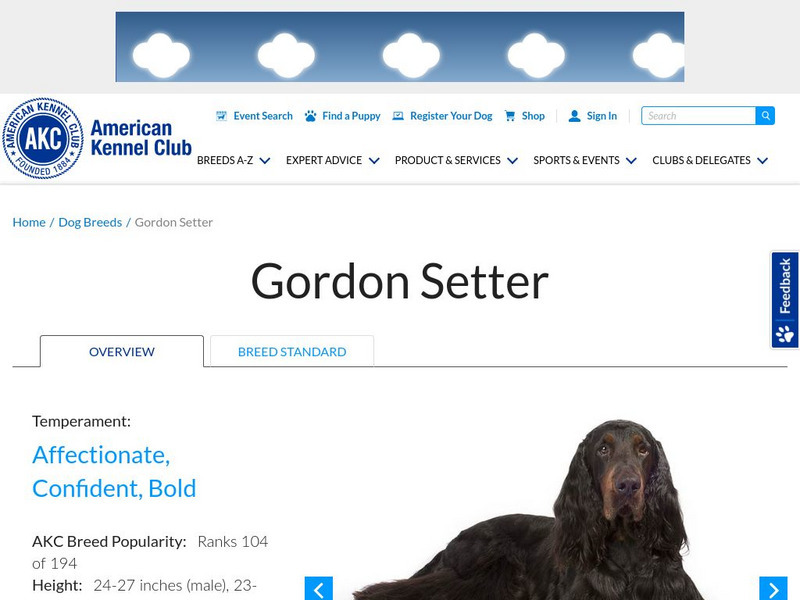 American Kennel Club: Gordon Setter Handout
