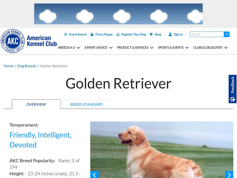 American Kennel Club: Golden Retriever Handout American Kennel Club: Golden Retriever Handout