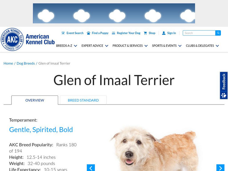 American Kennel Club: Glen of Imaal Terrier Handout