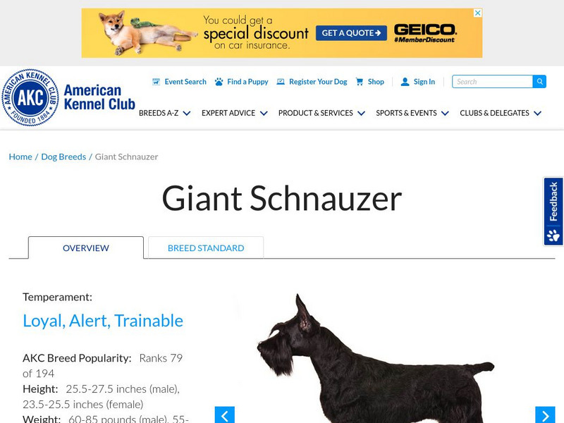 American Kennel Club: Giant Schnauzer Handout
