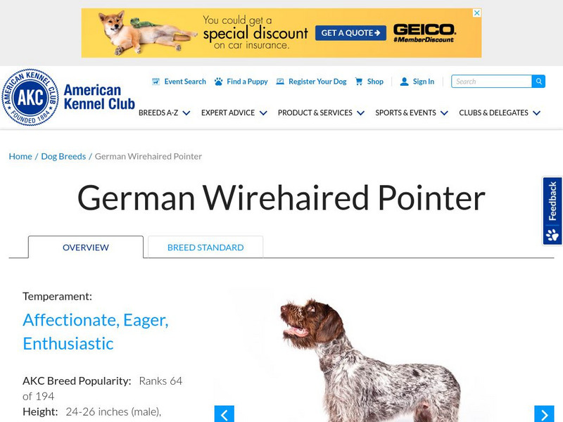 American Kennel Club: German Wirehaired Pointer Handout