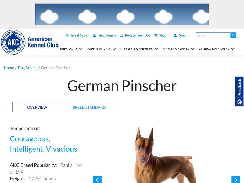 American Kennel Club: German Pinscher Handout