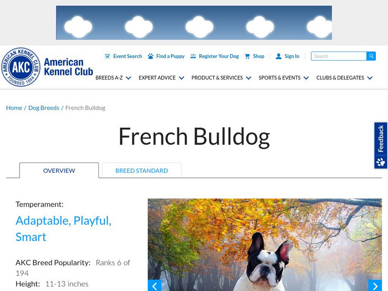 American Kennel Club: French Bulldog Handout