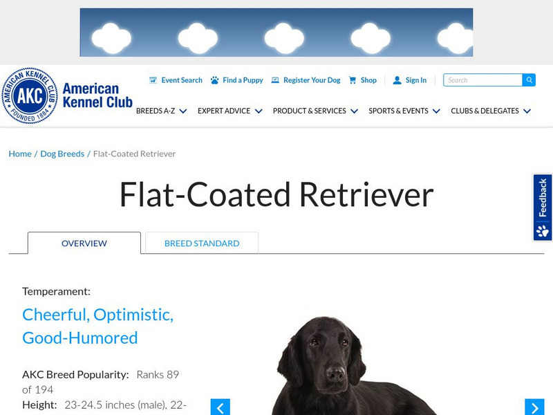 American Kennel Club: Flat Coated Retriever Handout
