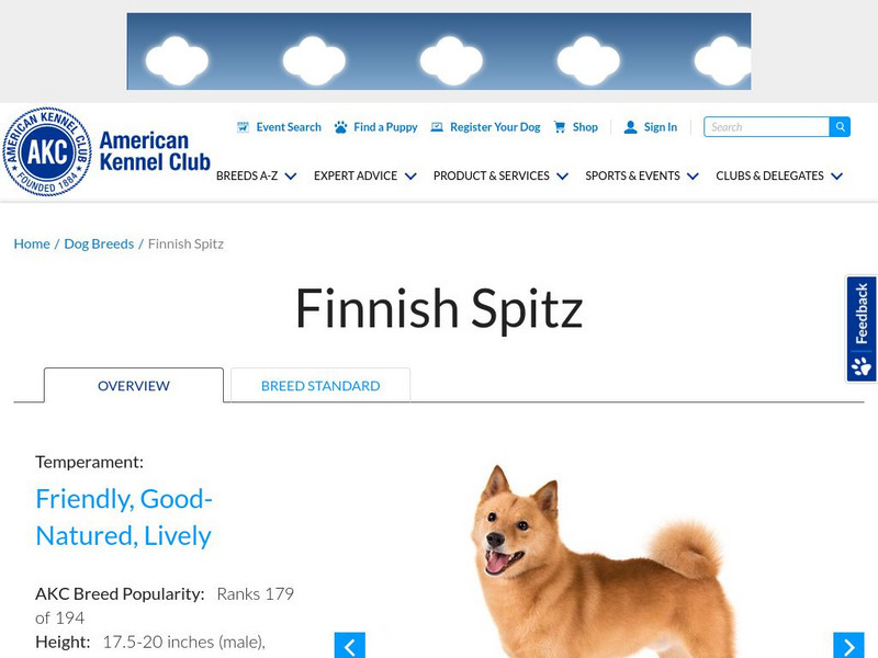 American Kennel Club: Finnish Spitz Handout