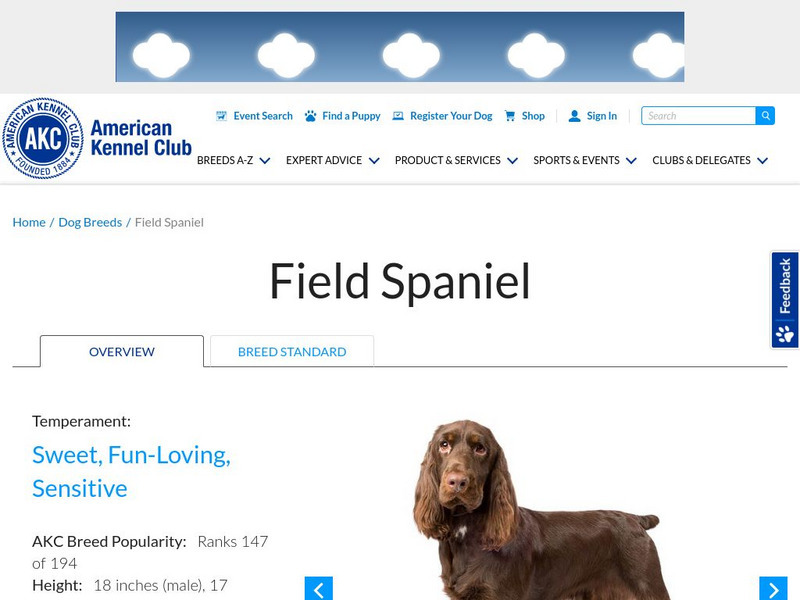 American Kennel Club: Field Spaniel Handout