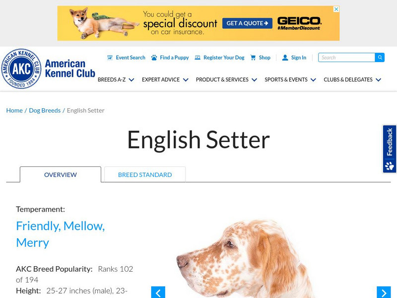 American Kennel Club: English Setter Handout
